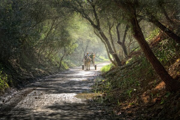 Chariot avec un âne sur la route à travers la forêt