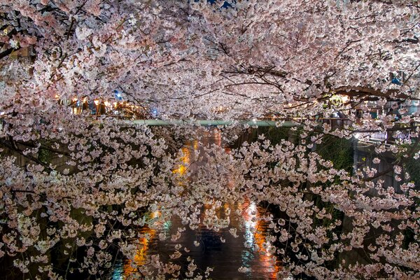 Sakura, die am Teich blüht