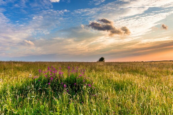 Fleurs et herbes au coucher du soleil du soir