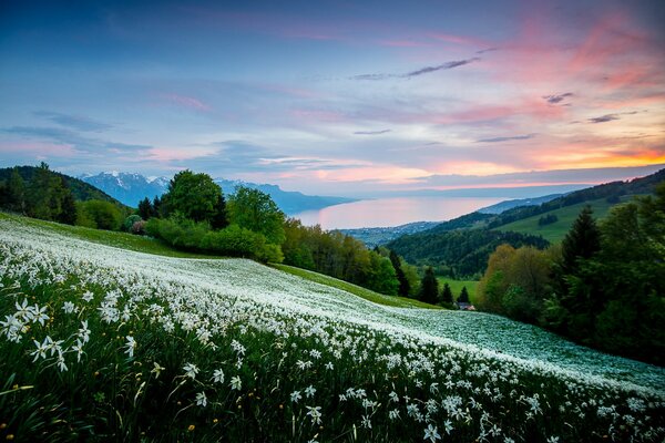 Field of daisies in the mountains