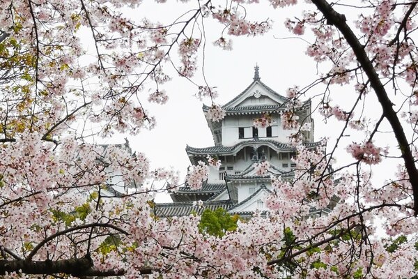 Cherry blossoms on the background of the temple