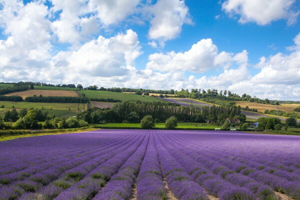 Angleterre et champs de lavande chic