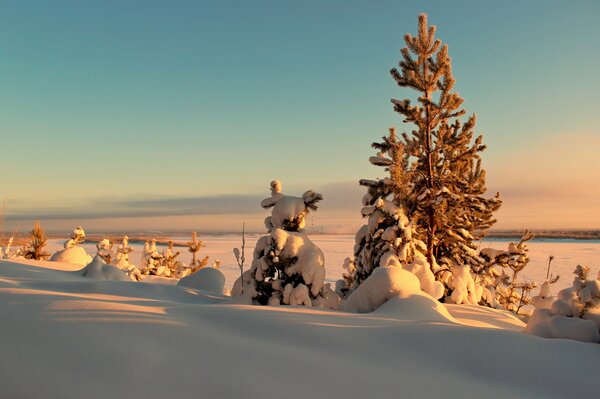 Landschaft von Winterbäumen, Sonnenuntergang, Schnee und Schneeverwehungen