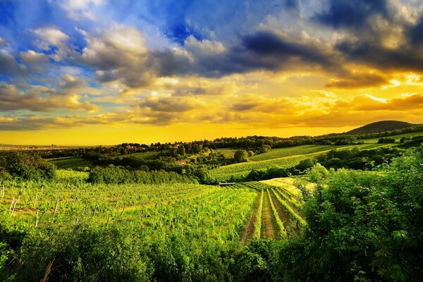 Vineyards in the Kahlenberg Hills in Austria