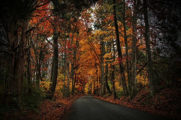 Herbstspaziergang zwischen den Blättern der Bäume