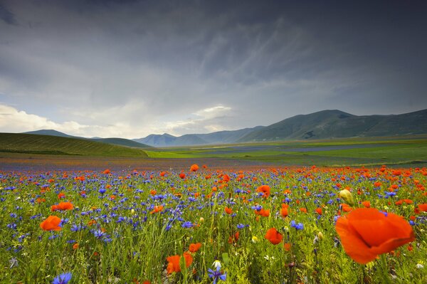 Italienische Bergtäler aus Mohn und Blumen sind wunderschön