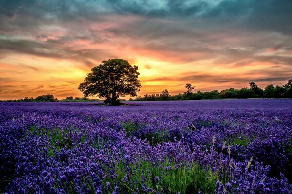 Tramonto serale sullo sfondo di un campo di lavanda