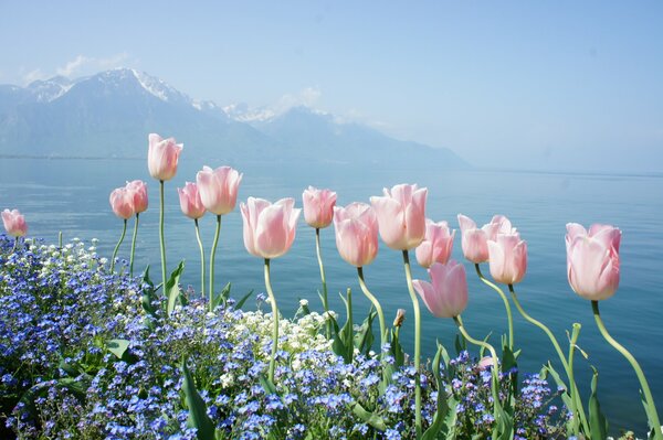 Delicate tulips and forget-me-nots on the background of a lake in Geneva