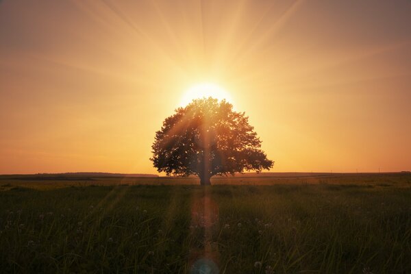 Amanecer mágico. Árbol de oro