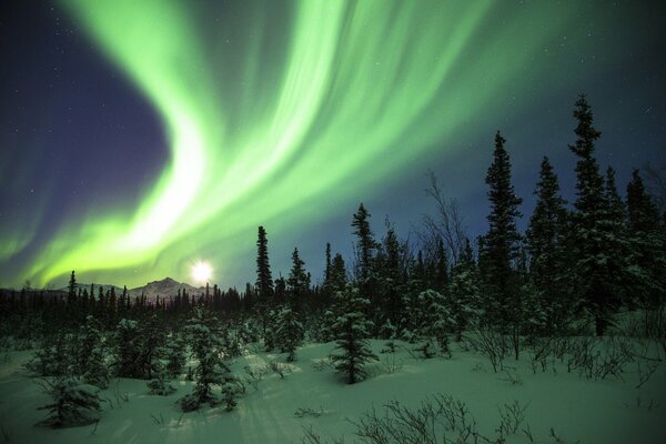 Flashes of the northern lights in the forest