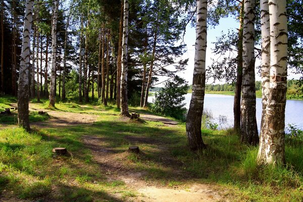 Abedul en Yaroslavl. Naturaleza De Rusia