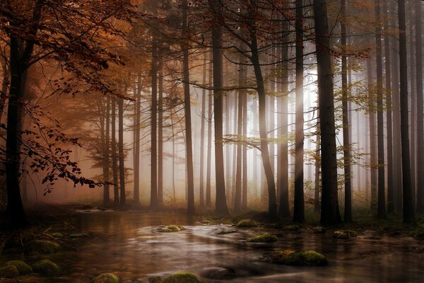 Río en el bosque en la luz oscura