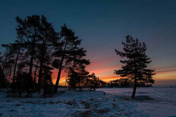 Pine trees on the background of a winter sunset