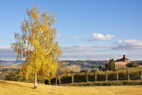 Birch with yellowed leaves on the background of nature and the castle