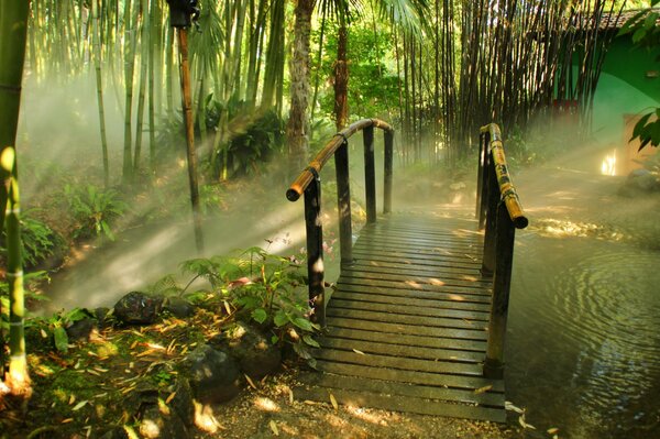 Wooden bridge over a forest stream