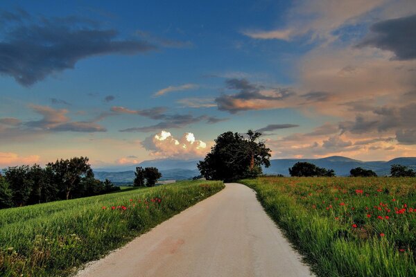 Camino a través del campo de amapola. Hermosa puesta de sol