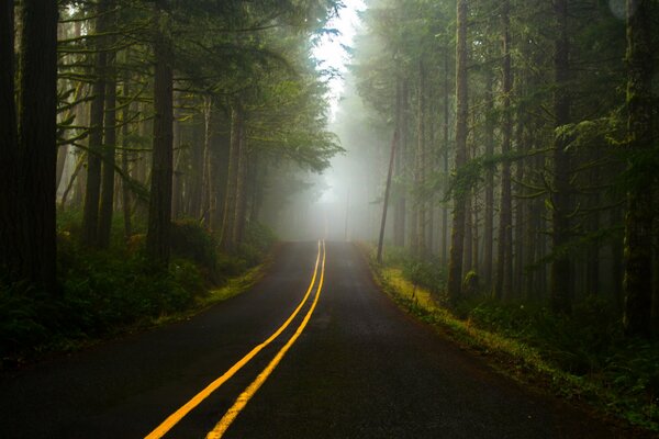 The road through the forest goes into the fog