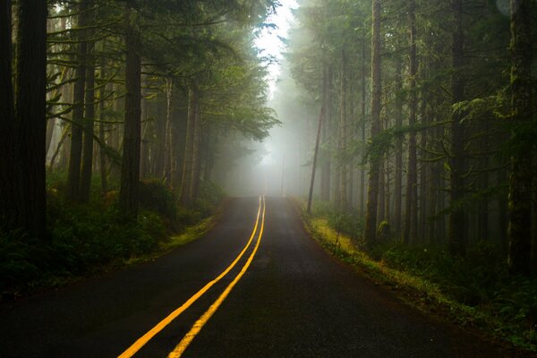 La route à travers la forêt va dans le brouillard