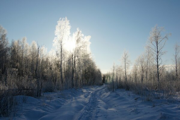 Forest road on a sunny frosty day