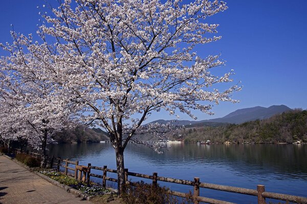 Paisaje de flores de cerezo en el fondo del río