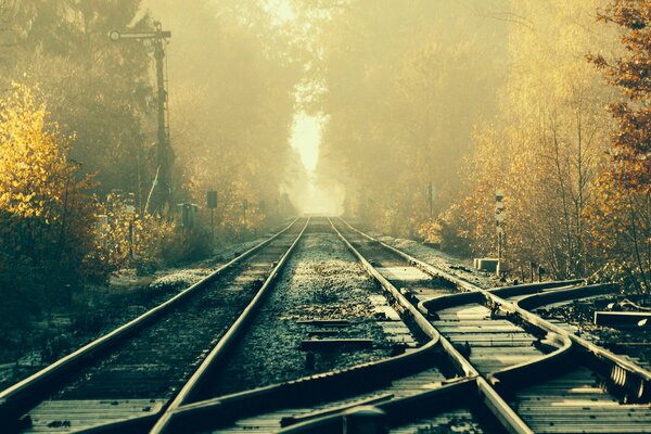 Crossing railway tracks among trees