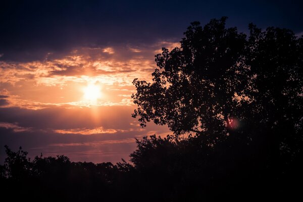 The evening sun breaks through the trees