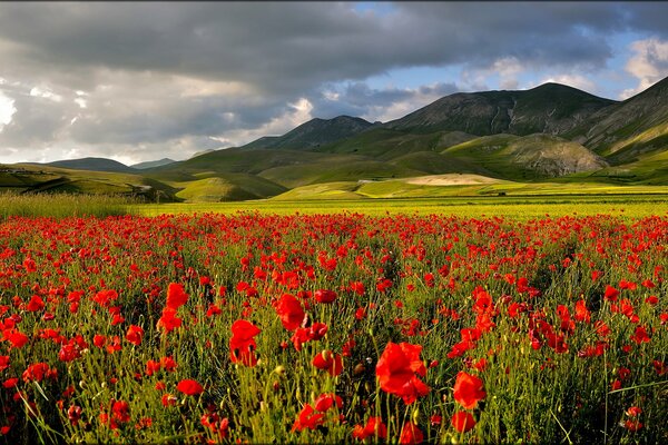 El brillo de un campo de amapola en un valle de Montaña 