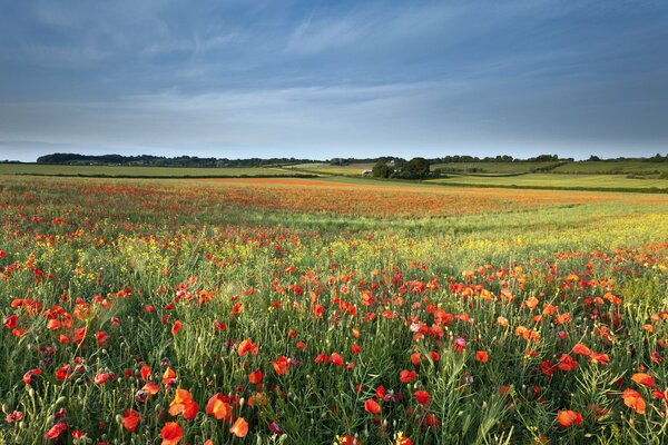 Sommerlandschaft der Natur, Mohnblumen auf dem Feld