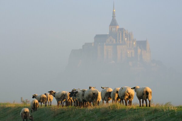 A small flock of sheep on the background of a foggy castle on the Mont-Saint-Michel peninsula