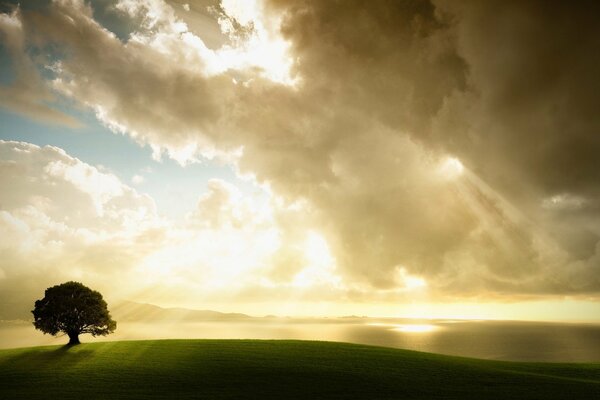 Sunlight illuminating the tree