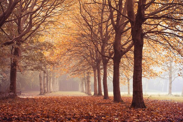 Bosque de otoño, hojas caídas