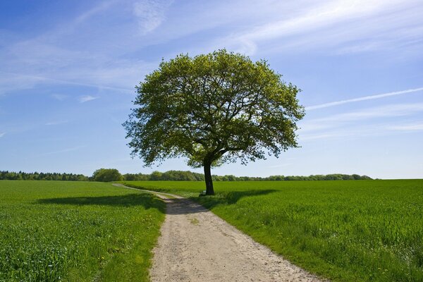 Greenery and a tree on the field, sky and road