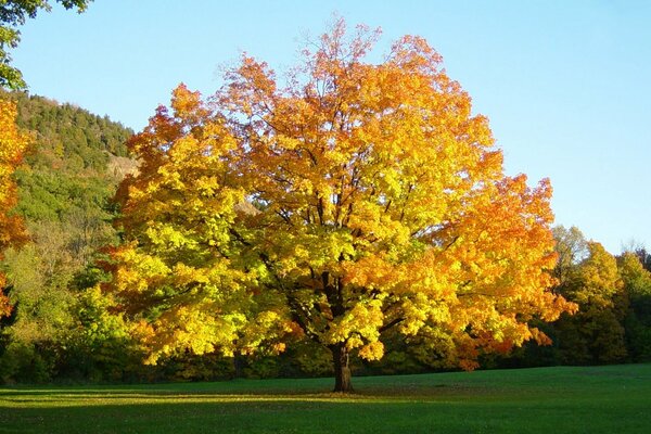 Tapety na pulpit jesień, drzewa i liście