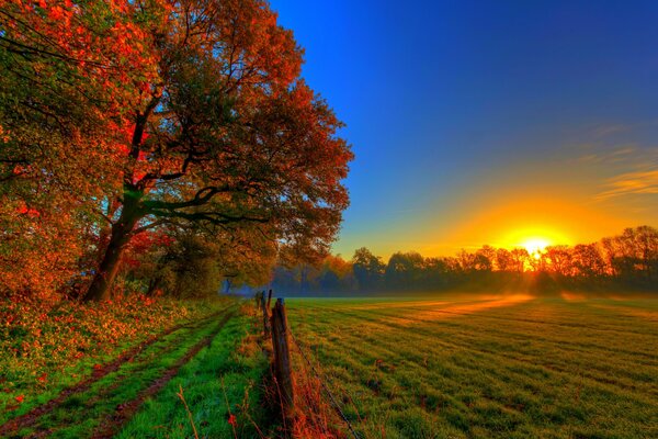 El otoño en el bosque se abre completamente en otros colores