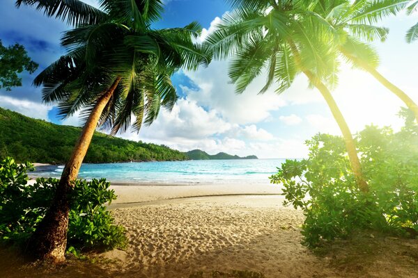Paesaggio dell isola con spiaggia e palme