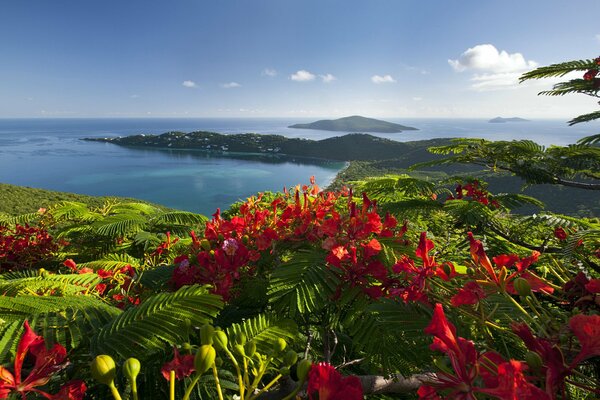 Red carpet of flowers on a blue sea background