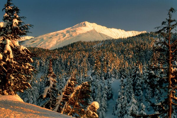 Зимний пейзаж с видом на лес и гору