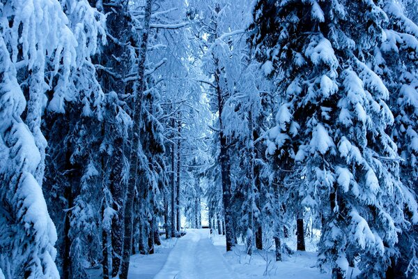 Schneekappen auf Tannen im Winterwald