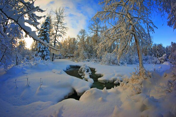 Río en medio del bosque de invierno