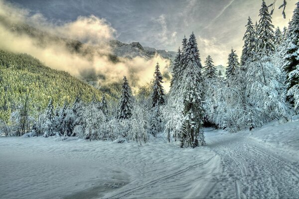 Abeti innevati e montagne vicino alla nebbia