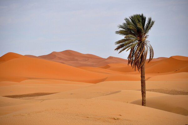 A lonely palm tree among the dunes