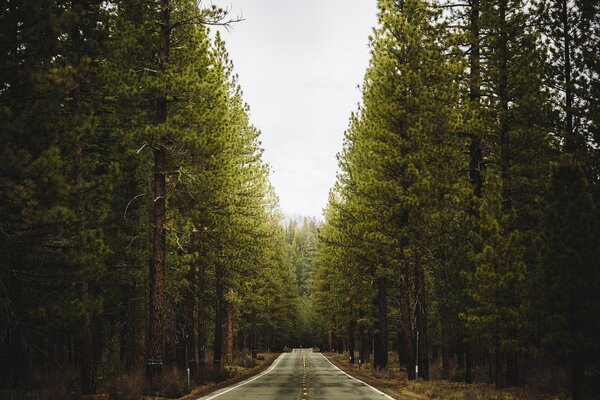 Paisaje de verano de la carretera en el bosque