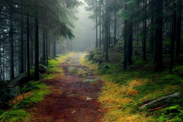 Rocce coperte di muschio nella foresta nebbiosa