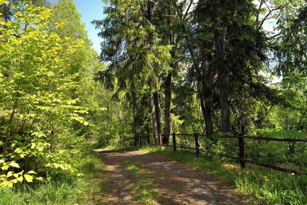 Forest road leading into the thicket