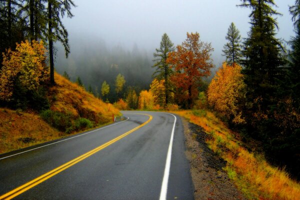 The road and the picturesque autumn forest