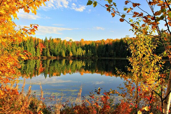 Jesienny las nad jeziorem na tle błękitnego nieba