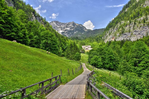 Belleza Alpina con barrancos y laderas. Puente de madera