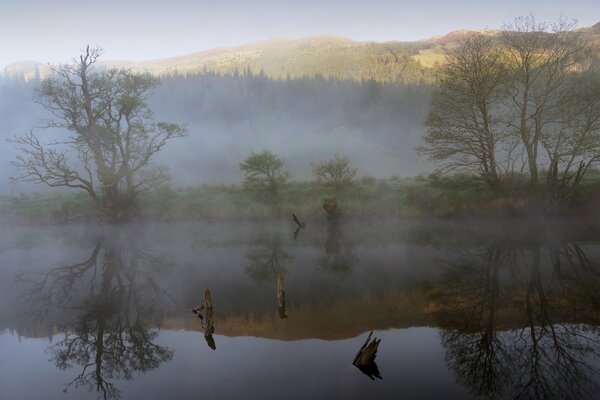 Nebel über dem Waldsee, Bäume spiegeln sich im Wasser wider