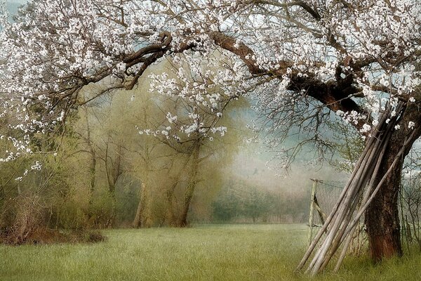 Spring landscape. A blooming tree in the garden