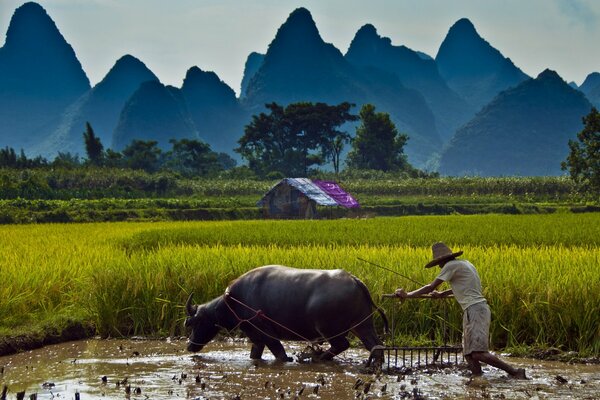 Harvesting rice fields